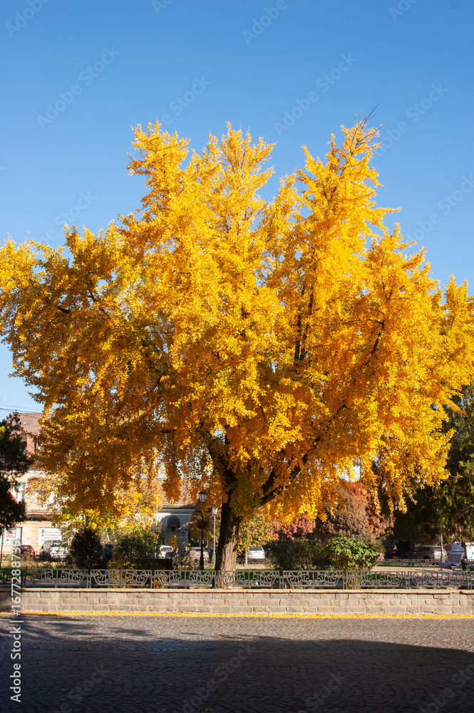 Naklejka premium The ginkgo biloba tree is painted in a fabulous autumn color of bright yellow