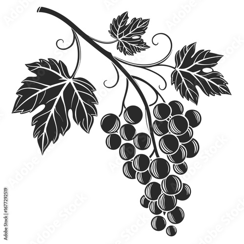 grapes vector illustration