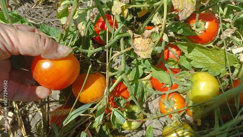 tomatoes. Hand picking ripe tomatoes in the garden