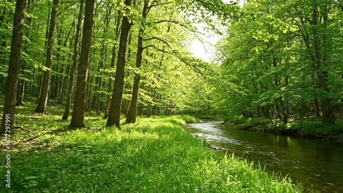 Serene Forest River Cinematic & Seamless Nature Loop