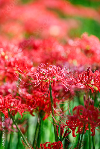 Close-up of Red Spider Lily (Lycoris radiata) in Bloom