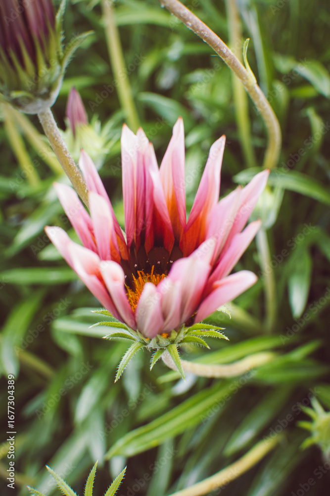 Obraz premium Pink flower blooming