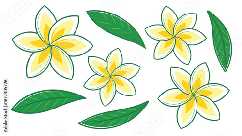 Yellow plumeria flowers and green leaves flat lay white