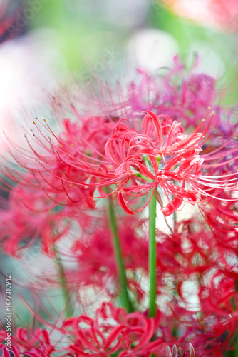 Close-up of Red Spider Lily (Lycoris radiata) in Bloom