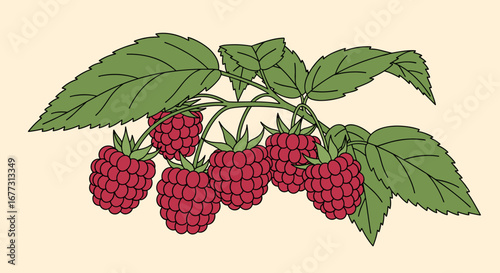 Vibrant red raspberries growing on a branch with green leaves a delicious summer fruit harvest for healthy eating