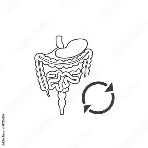 Digestive system line icon with cycle arrows symbolizing gut health, metabolic processes, and intestinal tract renewal. Healthy digestion concept