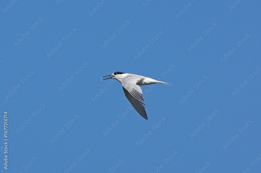 Fototapeta premium Sandwich tern. Thalasseus sandvicensis