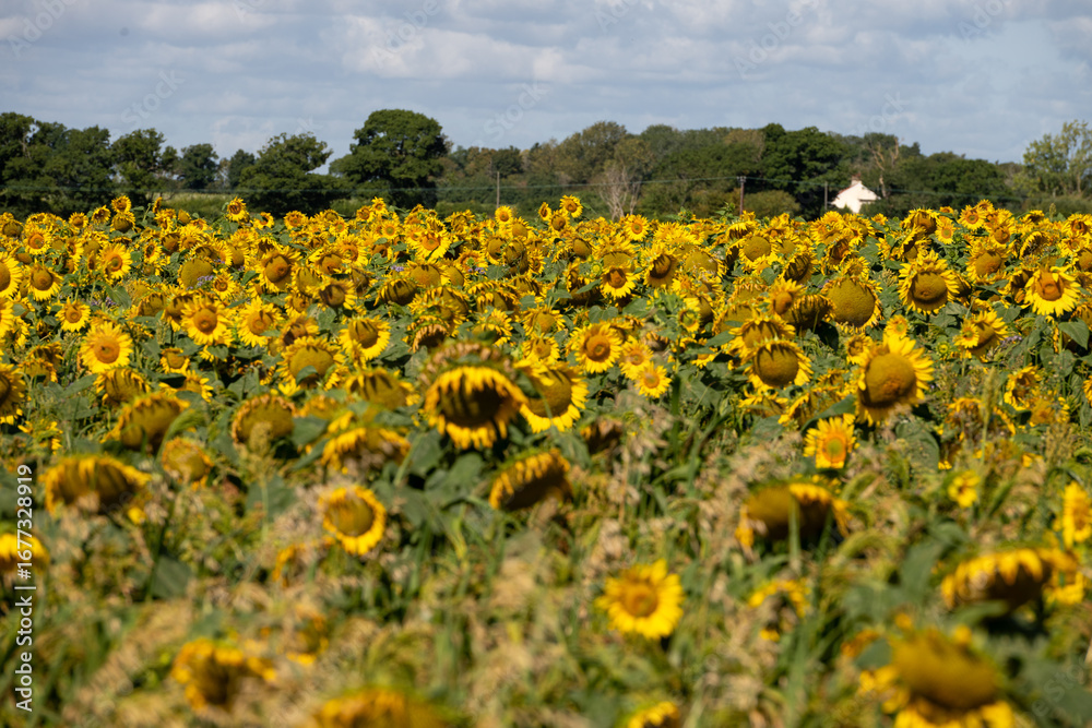 Naklejka premium Sunflower fields blue sky summer flower landscape