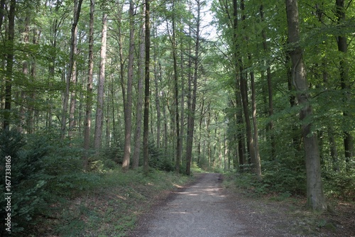 A peaceful quiet in the beautiful forest
