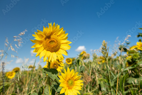Sunflower close up flower field