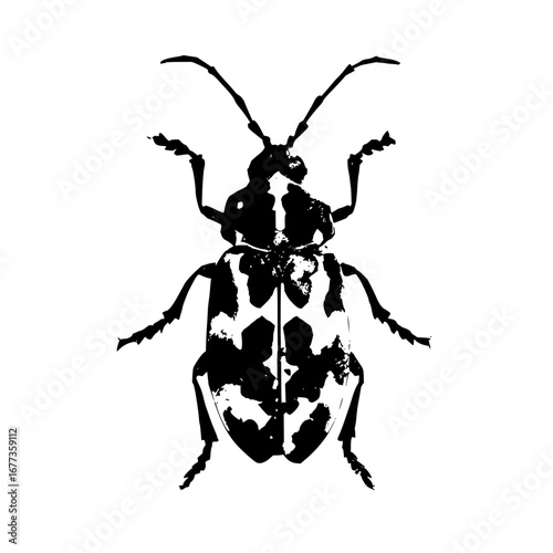 Illustration of a black and white longhorn beetle with spotted pattern on its wing covers in full view