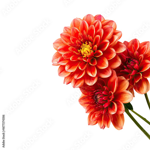 Close-up of vibrant orange dahlias