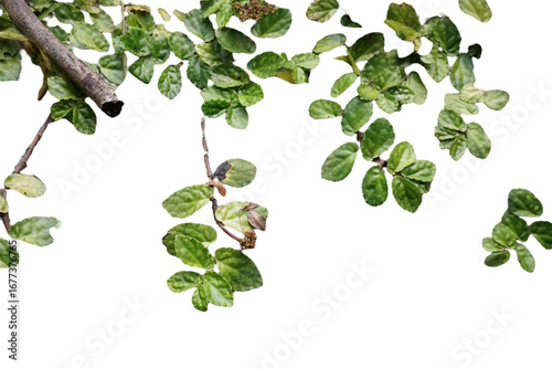 Creeping fig (Ficus pumila) isolated on a white background