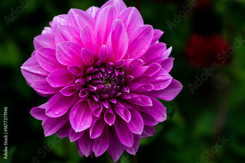 Dahlien sind beliebte Sommerblumen