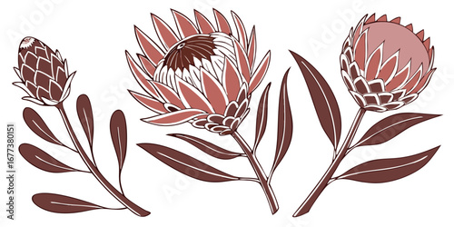 Protea Vector Set Exotic Sculptural Bloom Spiky Decorative Flower Illustration