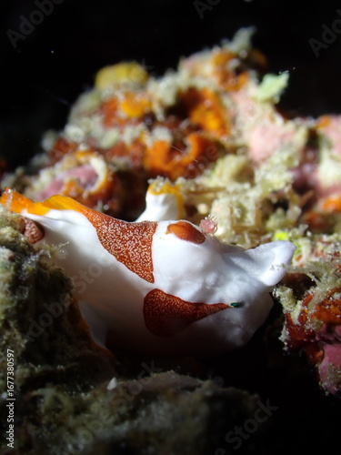 tropical coral fish