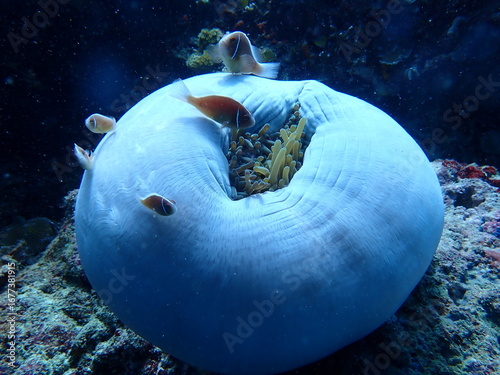 jellyfish in the sea