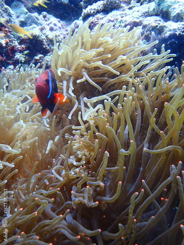 clown fish in the coral reef