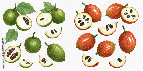 A botanical illustration set of unripe green and ripe orange spiky tropical fruits, shown whole and sliced.