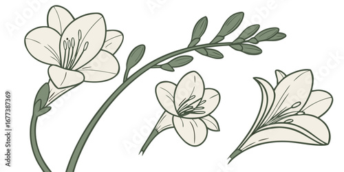 Freesia Vector Set Fragrant Trumpet Bloom Minimal Decorative Floral