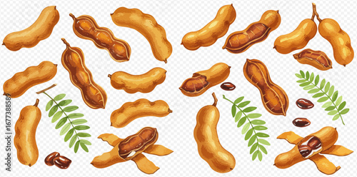 A watercolor illustration set of ripe tamarind fruits, shown whole, cracked open, and peeled, with seeds and leaves.