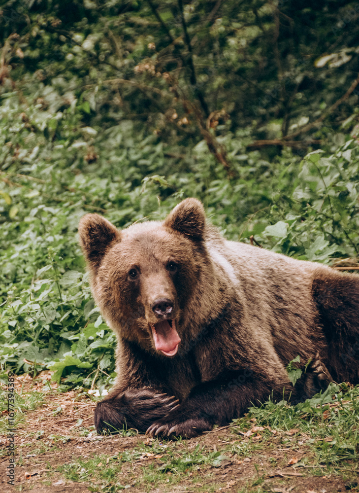 Fototapeta premium brown bear in the forest