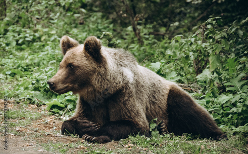 Wallpaper Mural brown bear in the woods Torontodigital.ca