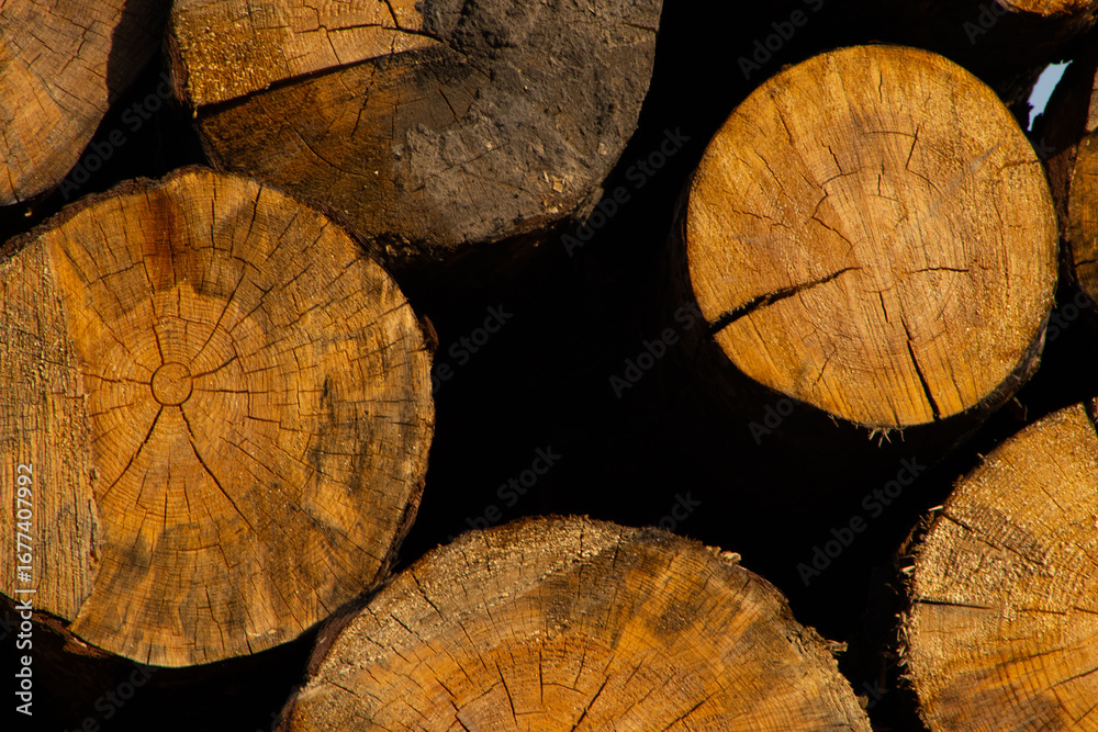 Naklejka premium A close-up, high-angle shot of a stack of freshly cut logs, showing the texture of the wood and the distinct rings of each tree