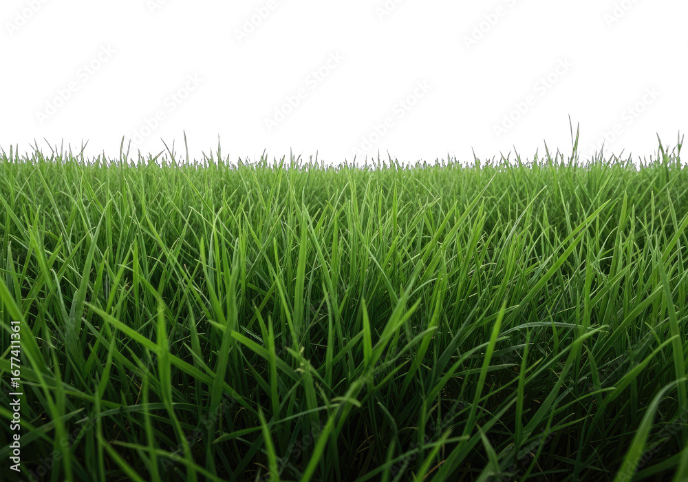 Fototapeta premium Lush Green Grass Field with Transparent Background, Fresh Growth and Vibrant Texture