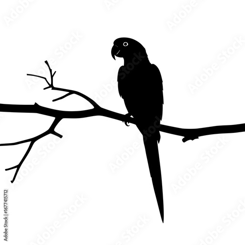 Elegant parrot silhouette perched on tree branch