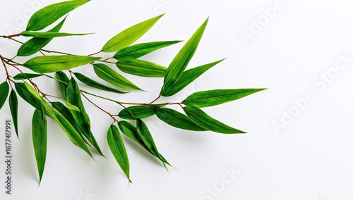 Vibrant Green Bamboo Leaves on White Background.