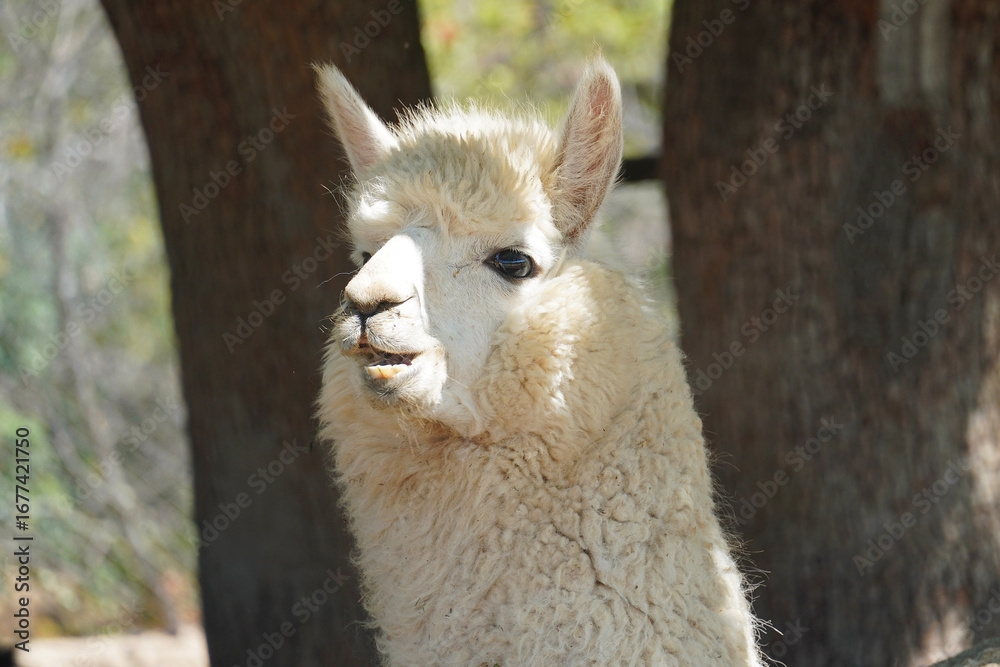 Obraz premium Alpaca alpacas Lama pacos Vicugna pacos domestic calloused animal white color wool fauna nature Bulgaria close-up