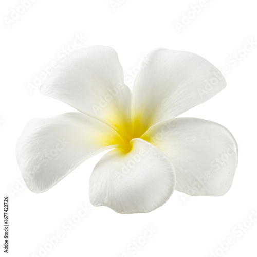Tropical Frangipani, Indian jasmine, Frangipani flower isolated on a transparent background