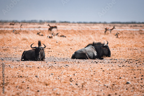Two wildebeest relax in the golden savanna under a vast, clear blue sky.