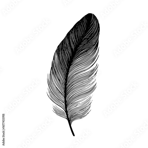 Detailed feather illustration vector design black and white feather drawing graphic design element vector art