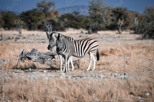 Two zebras are seen standing gracefully in their natural savanna habitat.