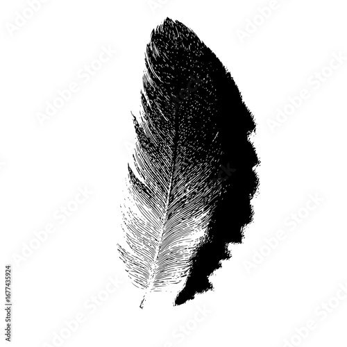 Black and white feather illustration vector graphic design for creative projects and artistic compositions