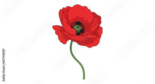 Vibrant Red Poppy Flower with a Green Stem on a White Background
