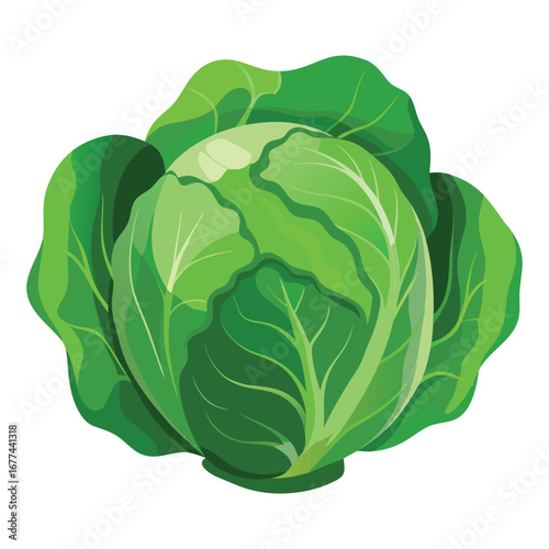 cabbage isolated on white background