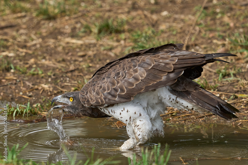 Obraz premium Martial Eagle (Polemaetus bellicosus) drinking from a pool of water in South Luangwa National Park, Zambia