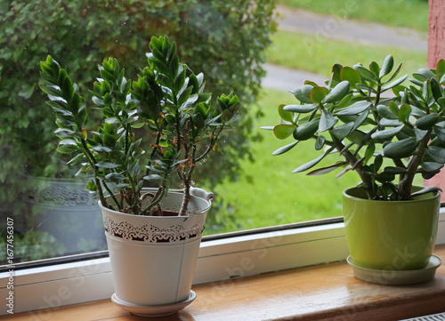 Jade plant in a white pot - Crassula ovata houseplant