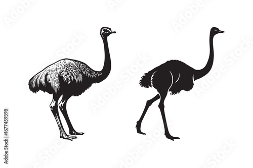 Two stylized silhouettes of ostriches against a white background