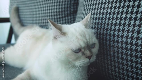 Close-up of a white British Shorthair house cat sitting on the grey sofa.