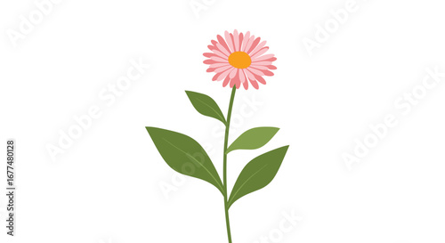 A solitary pink daisy with green leaves and a stem stands against a white background