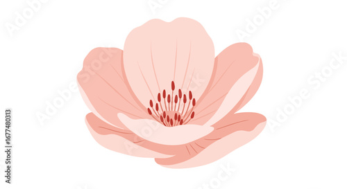 Delicate pink blossom petals springtime nature flora floral beauty growth garden bloom delicate