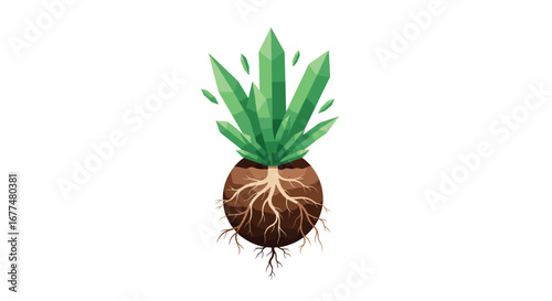 Growth of a green plant with crystalline leaves and detailed root system