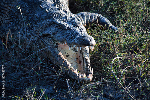 Crocodile with open mouth in Chobe National Park, Botswana