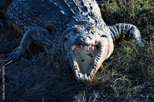 Frontal crocodile with open mouth in Chobe National Park, Botswana