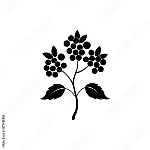 Stylized Black and White Illustration of a Plant with Berries and Leaves Silhouette Vector