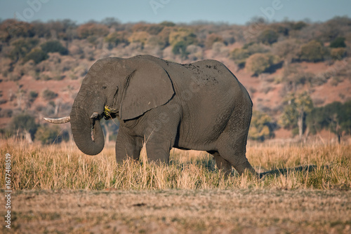 Elephant in Chobe National Park, Botswana